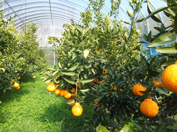 熊本県産不知火（しらぬい）