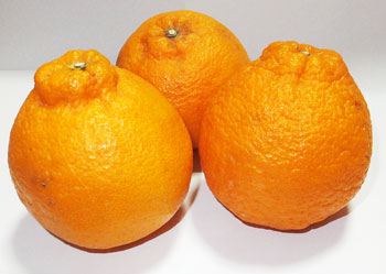 熊本県産不知火（しらぬい）