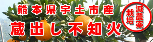 熊本県産蔵出し不知火