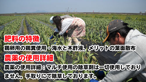 熊本県産 減農薬栽培・黄金ジャンボニンニク