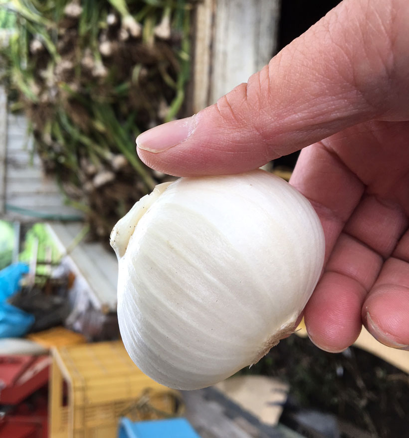 熊本県産　減農薬栽培　無臭ジャンボにんにく