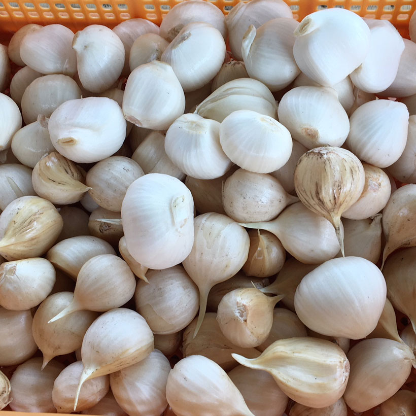 熊本県産　減農薬栽培　無臭ジャンボにんにく