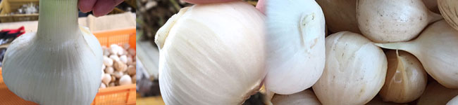 熊本県産　減農薬栽培　無臭ジャンボにんにく