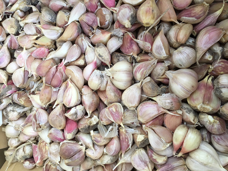 福岡県産　農薬・化学肥料不使用訳ありにんにく