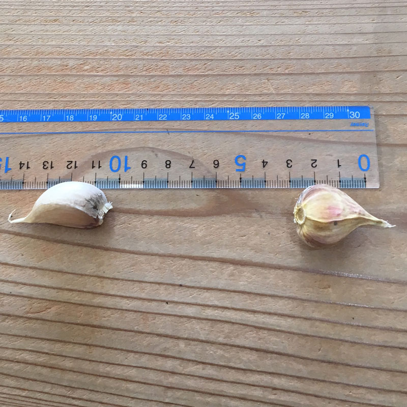 福岡県産　農薬・化学肥料不使用訳ありにんにく