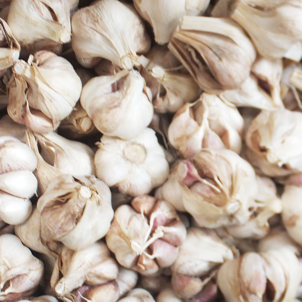 減農薬栽培こだわりのにんにく