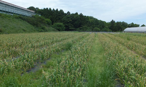 大分県産にんにく